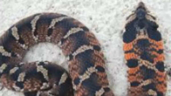 Eastern hognose