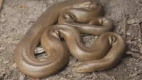 Rubber Boa