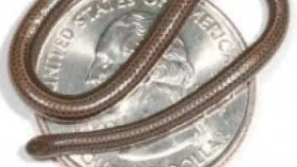 Threadsnake