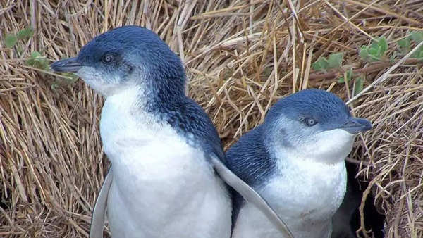 Little Penguins