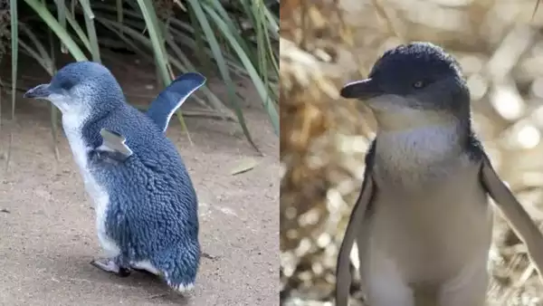 Fairy penguins