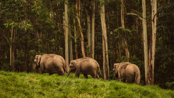 Elephants at Periyar