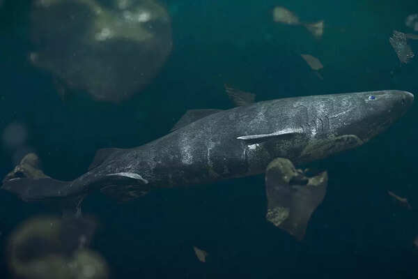 Greenland Shark