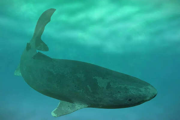 Greenland Shark