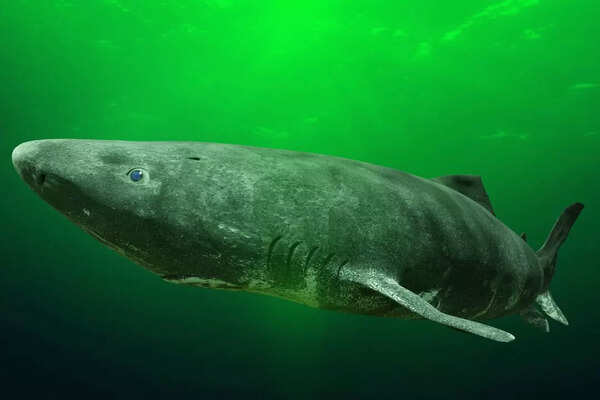 Greenland Shark