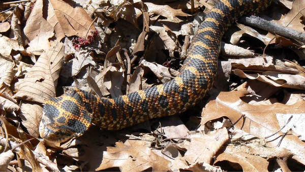 Hognose snakes