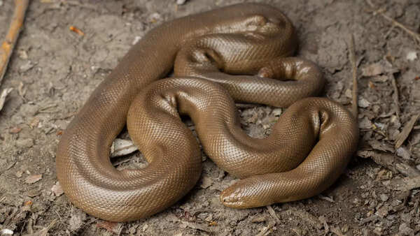 Rubber boas