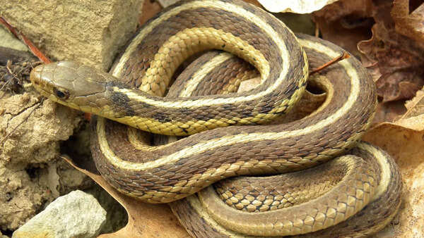 Garter snakes