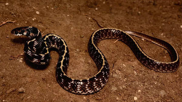 Egg-eating snakes