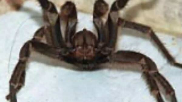 Tarantulas