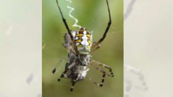 Orb weavers