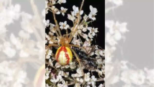 Tangle web spiders