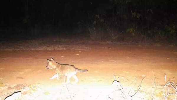 Pups, hyenas join ‘urban’ wolves