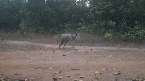 Pups, hyenas join ‘urban’ wolves