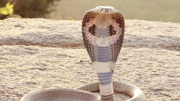 Indian Cobra