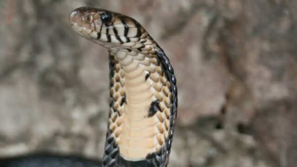 Forest Cobra