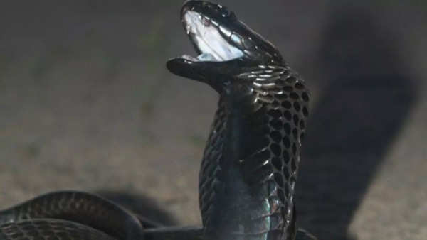 Black-Necked Spitting Cobra