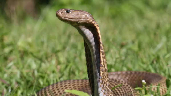 Philippine Cobra