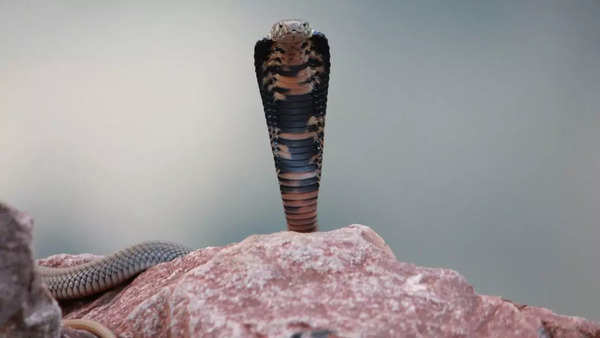 Mozambique Spitting Cobra