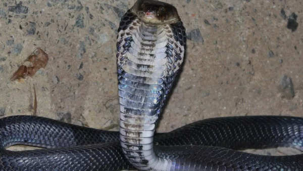 Chinese Cobra