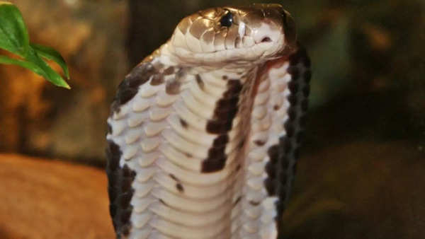 Indochinese Spitting Cobra