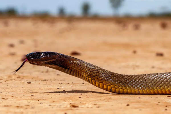 Inland Taipan