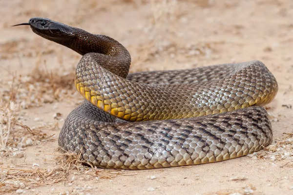 Inland Taipan