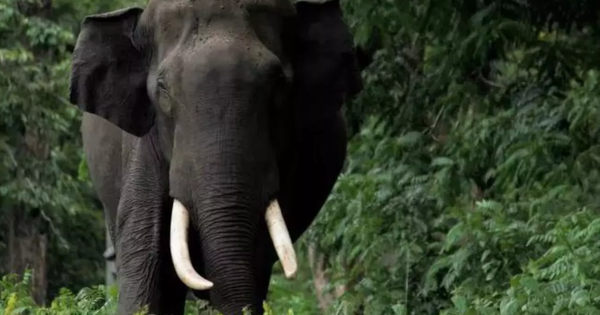 wild elephant attack