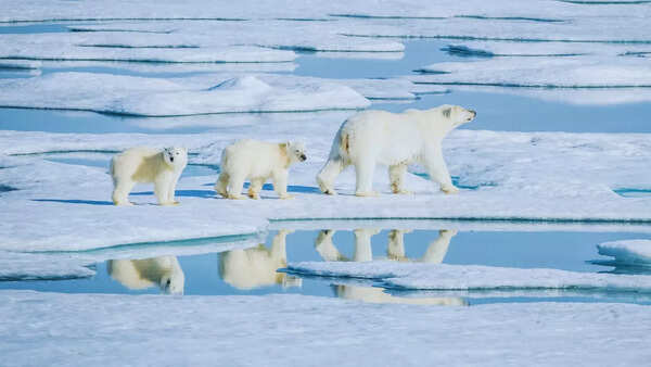 Wildlife in Greenland