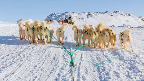 Dog sledding in Greenland