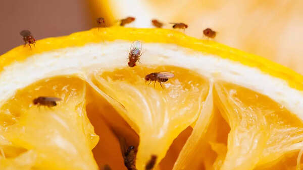 Representative Image (Fruit flies)
