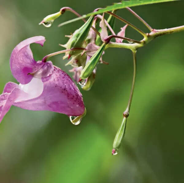 MON-SOON: Our orbit impacts rain