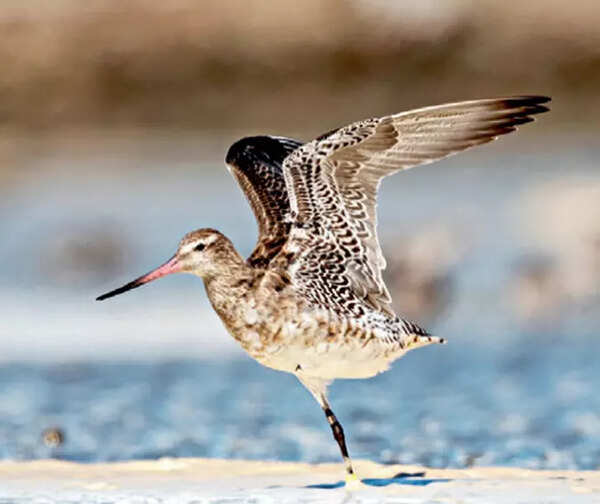 AS CLIMES CHANGE: The godwit migrates from Alaska to Australia