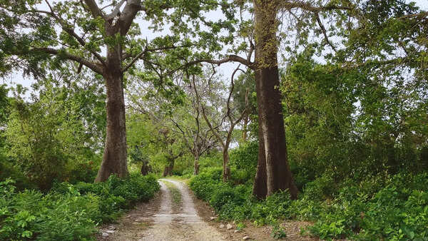 Valmiki Tiger Reserve
