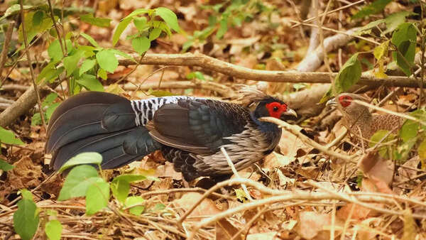 Jungle fowl
