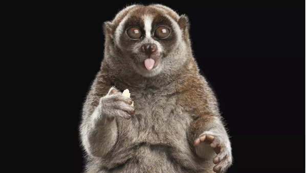 Slow Loris