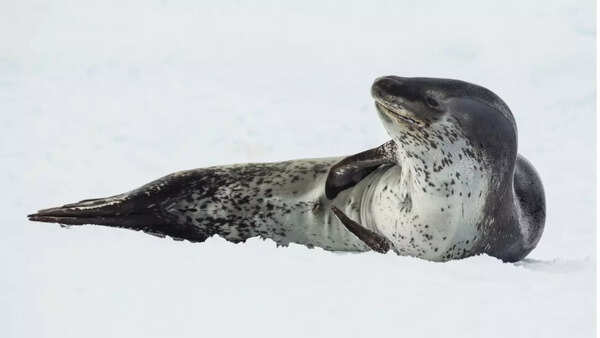 Leopard Seal