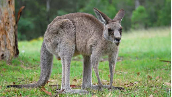 Kangaroo