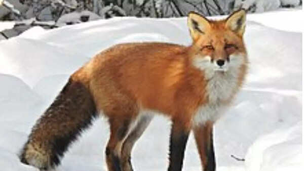 Red Fox