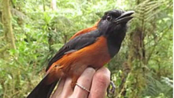 Hooded Pitohui