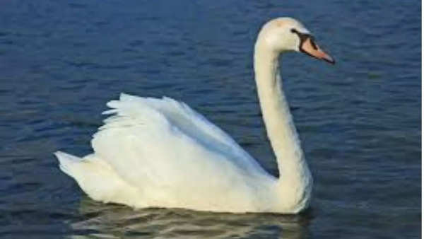 Mute Swan