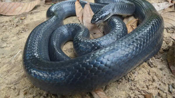 Mussurana Snake