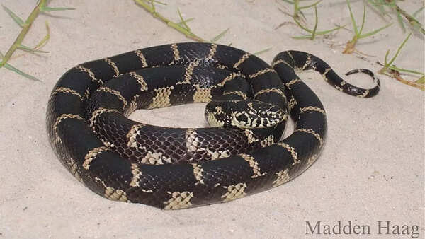 Common Kingsnake