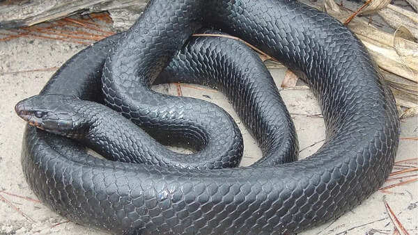 Eastern Indigo Snake