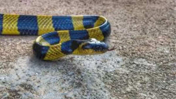 Banded Krait