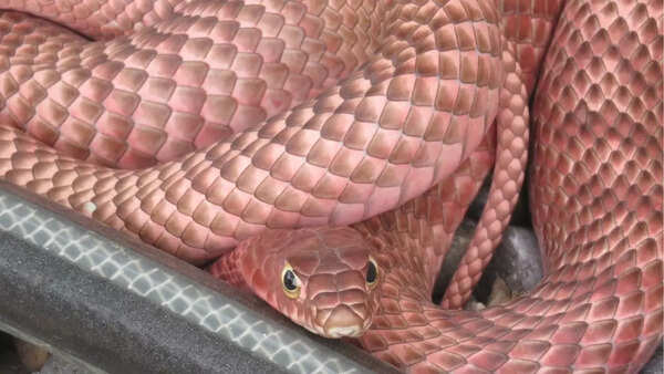 Coachwhip