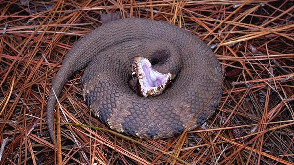 Cottonmouth