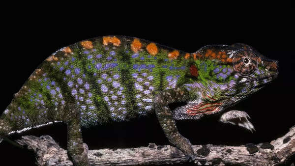 Chameleon (1)