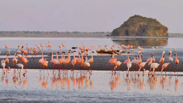 Lesser flamingos in Lake Natron