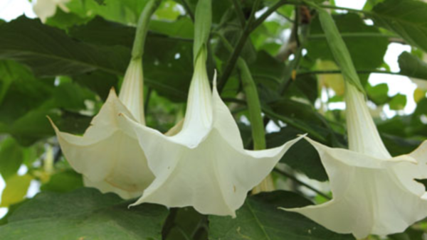 Precautions while applying datura